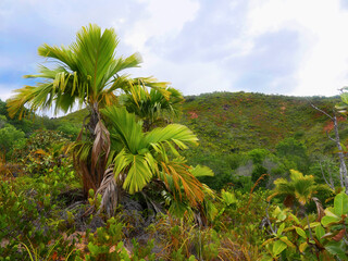 Palm trees on a tropical island 