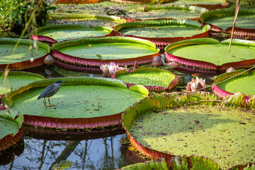 water lily in the garden