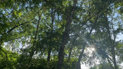 Aufkleber - flying fluff against the background of poplar trees, sun rays and glare. calm nature background for meditation, green plant leaves