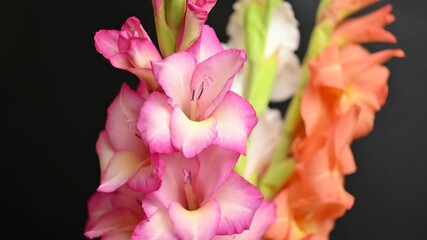 Wall Mural - gladiolus flowers