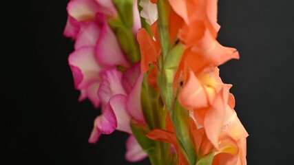 Wall Mural - gladiolus flowers