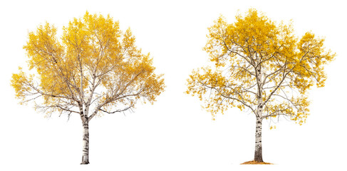 Poster - high quality aspen trees isolated on transparent or white background