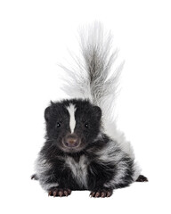 Fototapete - Black and white baby skunk laying down facing front with bushy tail up. Looking straight into camera. Isolated cutout on a transparent backround.