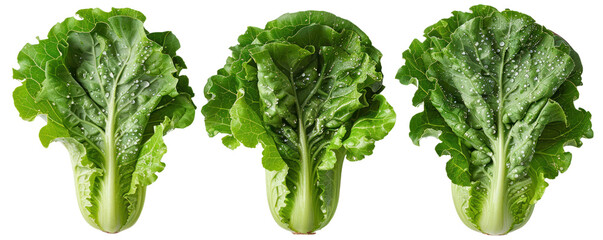 Three fresh green lettuces neatly arranged on a white background, showcasing their vibrant and crisp leaves.