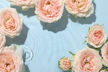 Beautiful rose flowers in water on light blue background, top view