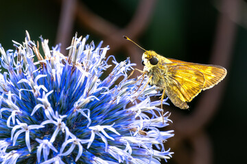 Wall Mural - butterfly on flower