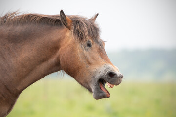 Yawning Exmoor pony