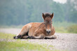 © Mariska - Lying Exmoor pony foal
