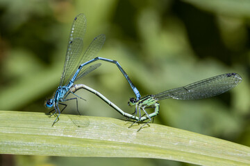 Wall Mural - Paarungsrad der Hufeisen-Azurjungfer (Coenagrion puella)