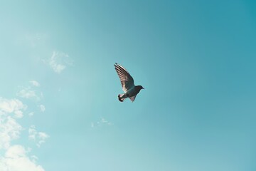 Poster - Single Bird Soaring in a Blue Sky With White Clouds