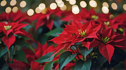 Wall Mural - Beautiful Close Up of Christmas Time Poinsettia Plants with White Light Bokeh Background Effect