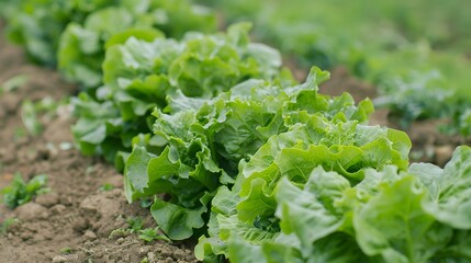 Organic fresh lettuces are growing in vegetable garden. 