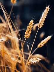 Wall Mural - a close up of some wheat on a black background