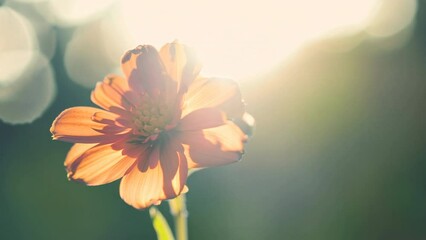 Poster - Orange flower basking in soft sunlight with blurred background
