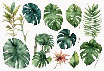 Wall Mural - texture floral element decoration jungle treebranch other bright watercolor tropical elements colours leaves monstera plant set leaf drawn illustrations palm botanical hand vacation