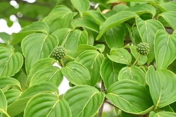 Wall Mural - Japanese flowering dogwood ( Cornus kousa ) flowers and berries. Cornaceae deciduous flowering tree.