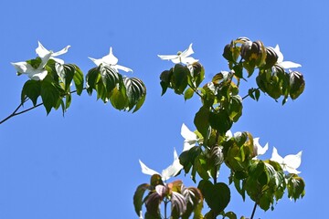 Wall Mural - Japanese flowering dogwood ( Cornus kousa ) flowers and berries. Cornaceae deciduous flowering tree.