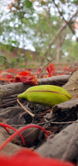 Flame bud in forest 