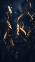 Wall Mural - an image of some wheat on a dark background