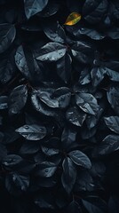 Wall Mural - black leaves with water droplets on them in the dark