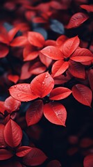 Sticker - red leaves on a bush with water droplets on them