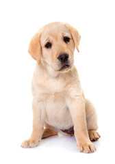 Poster - puppy labrador retriever