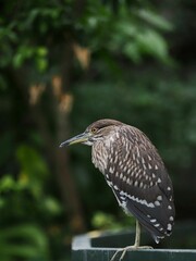 Sticker - Close-up of a heron perched on a railing with a blurred green background