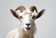 © wafi - portrait collection white horned standing animal goat background domestic set bundle whitebackground olated