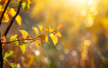 autumn colored leaf branch on abstract blurred yellow nature background with defocused sun. Generative AI.