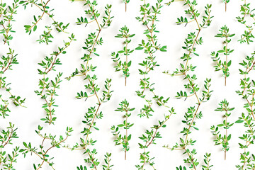 Canvas Print - thyme plant hand drawn seamless pattern