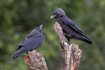 Poster - a close up of two jackdaws standing  perched on the top of a tree. One is a juvenile looking up to its parent for food