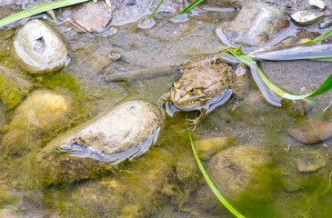 Sticker - Portrait of a frog in a swamp