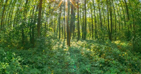 Wall Mural - Time Lapse Change Season From Green Summer To Yellow Colors Of Autumn Forest Landscape. Amazing Sun Sunshine In Autumn Woods. Sunray Sunbeams Shine Through Trees In Forest Landscape. Fall Coming