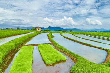 View of rice fields where rice will be planted. Tanah Datar, West Sumatra, Indonesia.