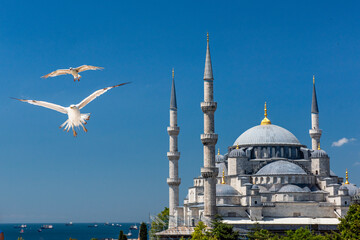 Blue Mosque (Sultanahmet Camii) in Istanbul, Turkey. Blue Mosque with seagulls.