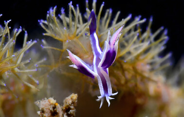 Wall Mural - Nudibranch Flabellina affinis from Cyprus, Mediterranean Sea. Generative AI.