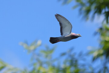 Gray pigeon flying against the backdrop of a blue sky and green foliage