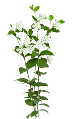 Wall Mural - Tropical bush shrub white flower green tree isolated on white background. This has clipping path.