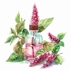 Poster - Botanical Bliss: Organic Amaranth Seed Oil Watercolor Illustration on White Background