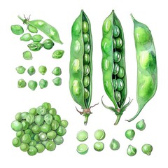 Poster - Fresh Green Beans, Sprouting Seeds, and Pods. Hand-painted Watercolor Illustration on White Background