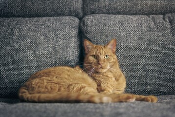 Wall Mural - Cute ginger cat relaxing on sofa and looking straight at camera. Horizontal image with selective focus.	