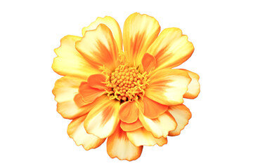 Wall Mural - A single orange flower with a green stem.