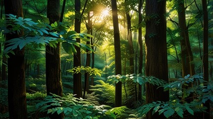 Wall Mural - forest in the morning