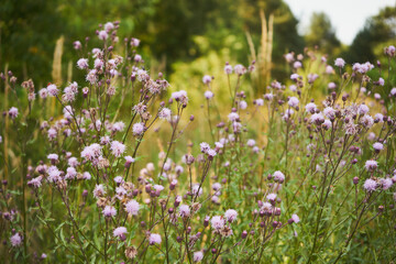 Wall Mural - Chaber driakiewnik, Centaurea scabiosa L.