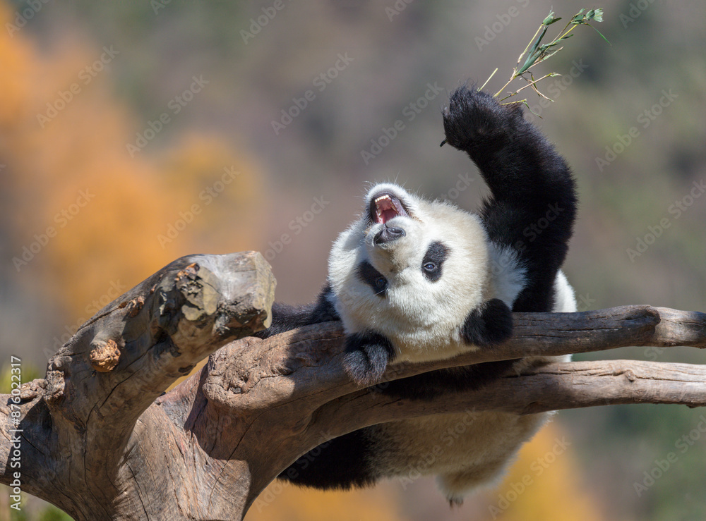 Giant panda lying on a tree branch eating bamboo in the sun in a panda ...