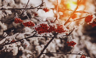 red berries in snow