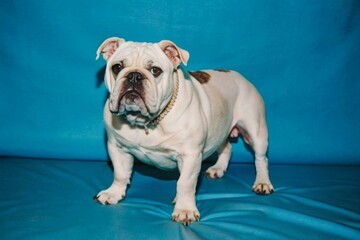 A large bulldog with a white coat and brown eyes