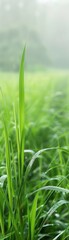 Wall Mural - A field of green grass with dew on the grass