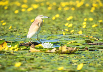 Wall Mural - heron in the wetlands 