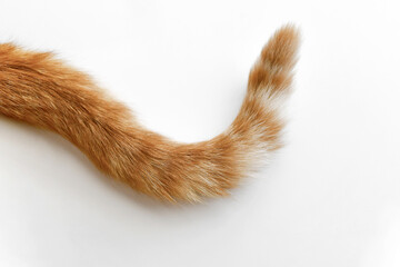 Wall Mural - Ginger cat tail. Cat laying on the floor at home. Happy tabby cat sitting in a house.